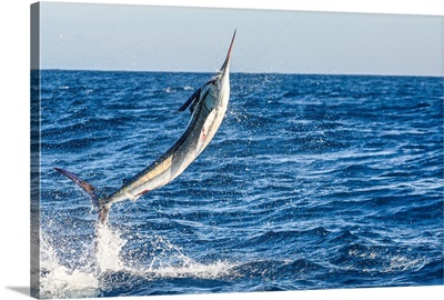 A Striped Marlin Goes Airborne Near Magdalena Bay, Mexico