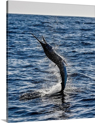 A Striped Marlin Goes Airborne Near Magdalena Bay, Mexico