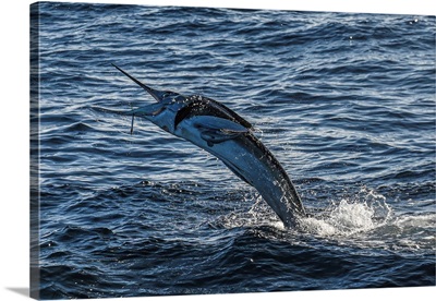A Striped Marlin Goes Airborne Near Magdalena Bay, Mexico