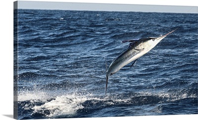 A Striped Marlin Goes Airborne Near Magdalena Bay, Mexico