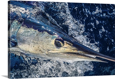 A Striped Marlin Rises Near Cabo San Lucas