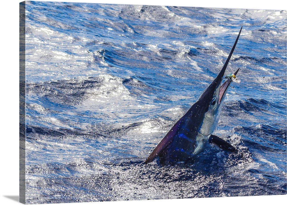 An angry striped Marlin attempts to throw the lure in Mexican waters.