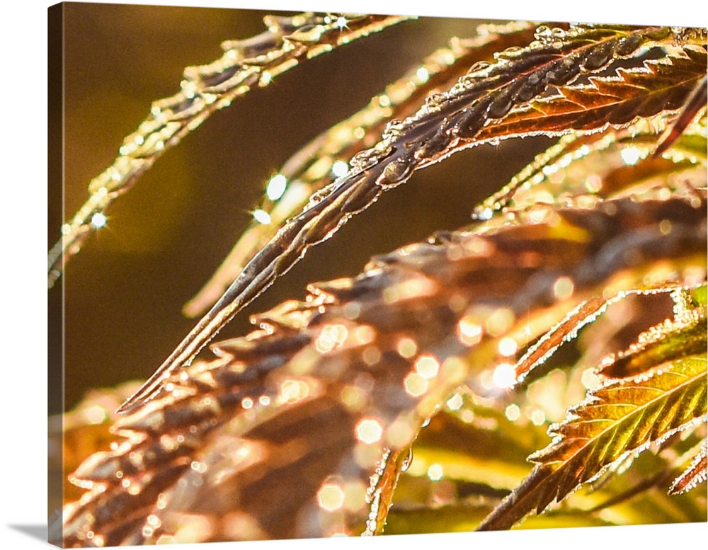 Close up of cannabis leaves with dew drops in golden light.