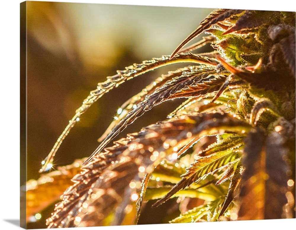 Close up of cannabis leaves with dew drops in golden light.