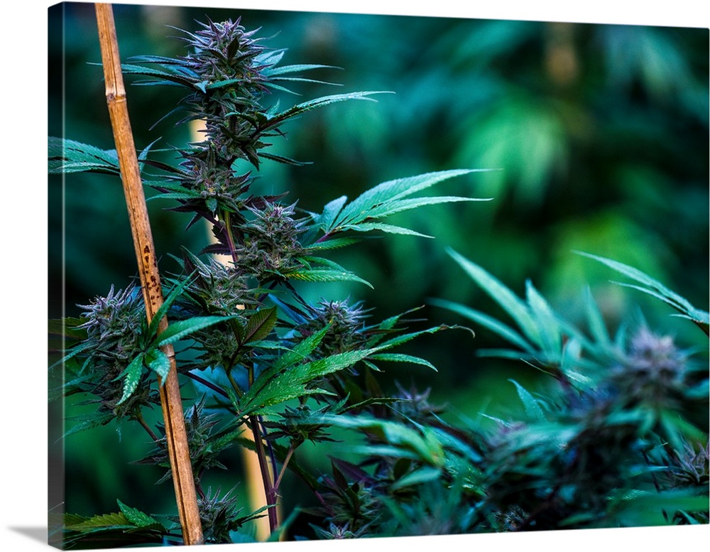 Cannabis plant with long green leaves growing along a pole.