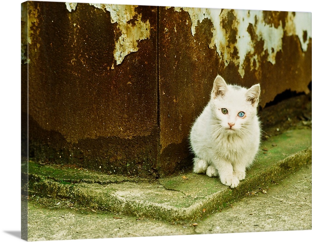A white cat sitting on a mossy curb in  Tokyo, Japan.