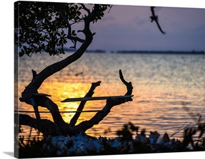 Driftwood on the beach in Belize at sunset image thumbnail