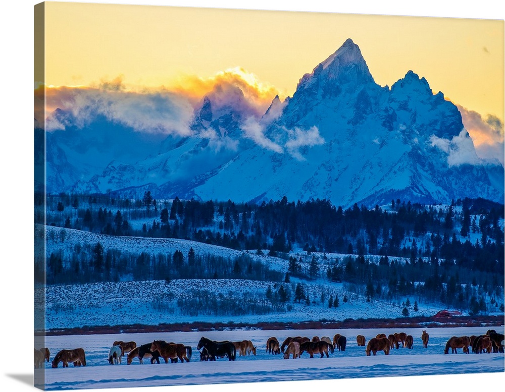 Herd of horses in the winter near the Grand Teton Mountains in Wyoming in the morning.