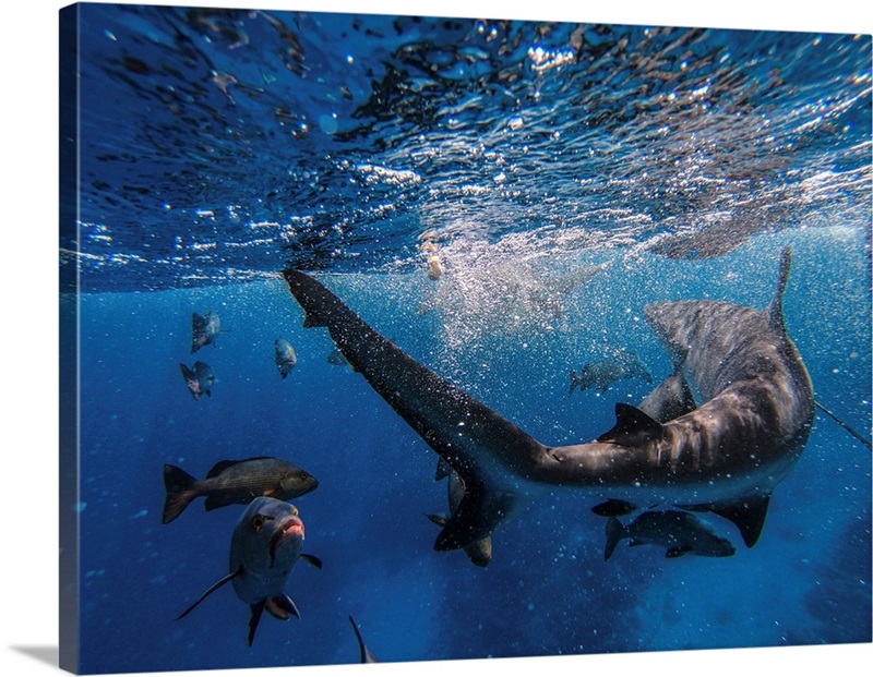 Sharks Feeding On The Great Barrier Reef, Australia Wall Art, Canvas