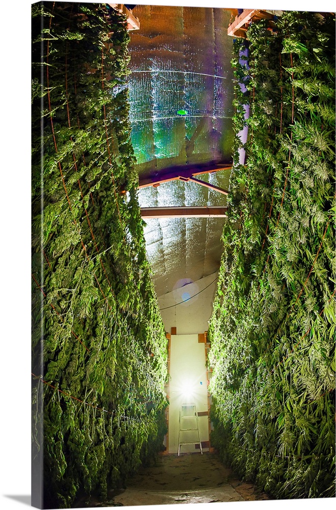 The Sun Shines Through A Cannabis Leaf