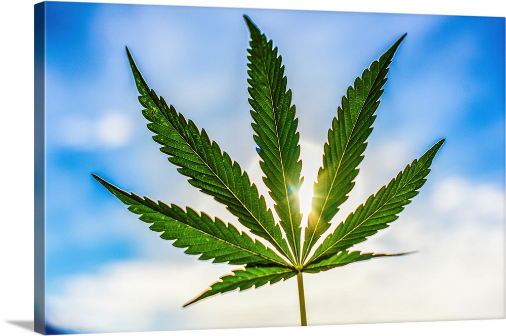 The sun shines through a cannabis leaf.