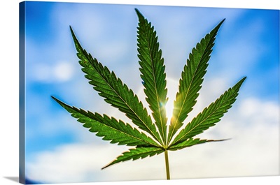 The Sun Shines Through A Cannabis Leaf