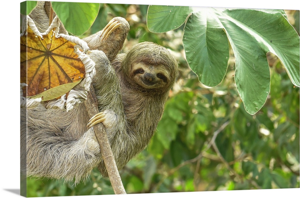 this Sloth is smiling at you, all the way from Costa rica.