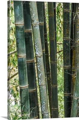 Wild Bamboo In Costa Rica