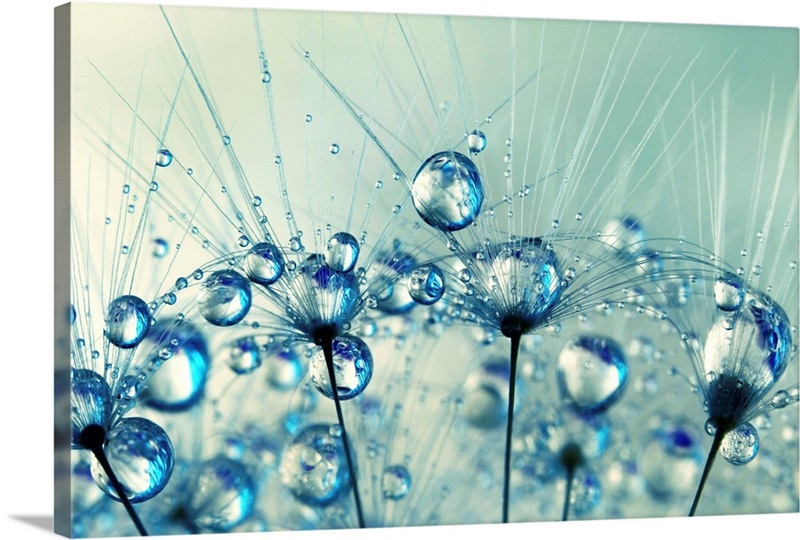 A Shower of Blue Dandy Drops | Great Big Canvas