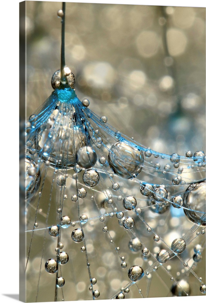 Dandelion seed with water droplets