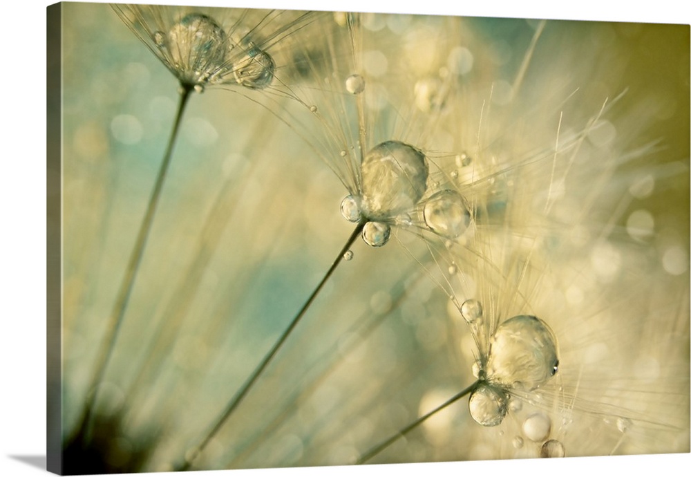 Water drops on a Dandelion seed