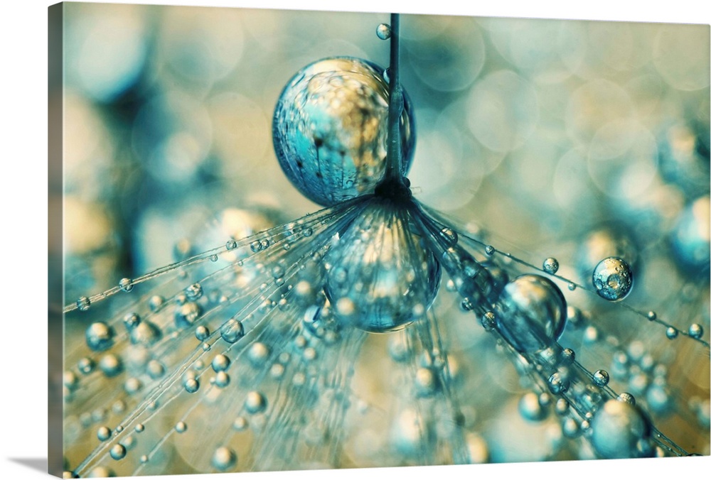 Single Dandelion seed with water drops