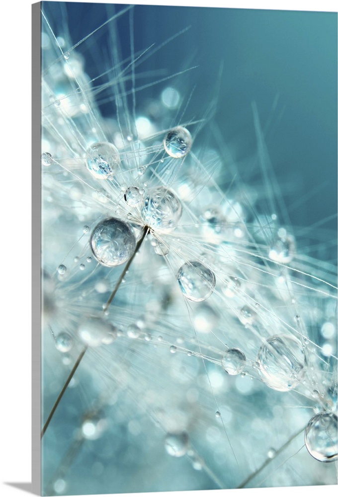 Dandelion seed with water drops.