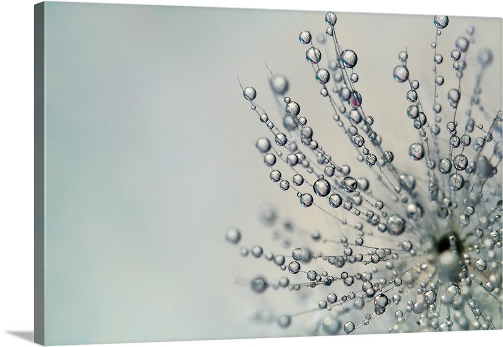 Water drops on a single Thistle seed