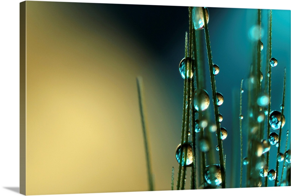 Grass seed with water droplets
