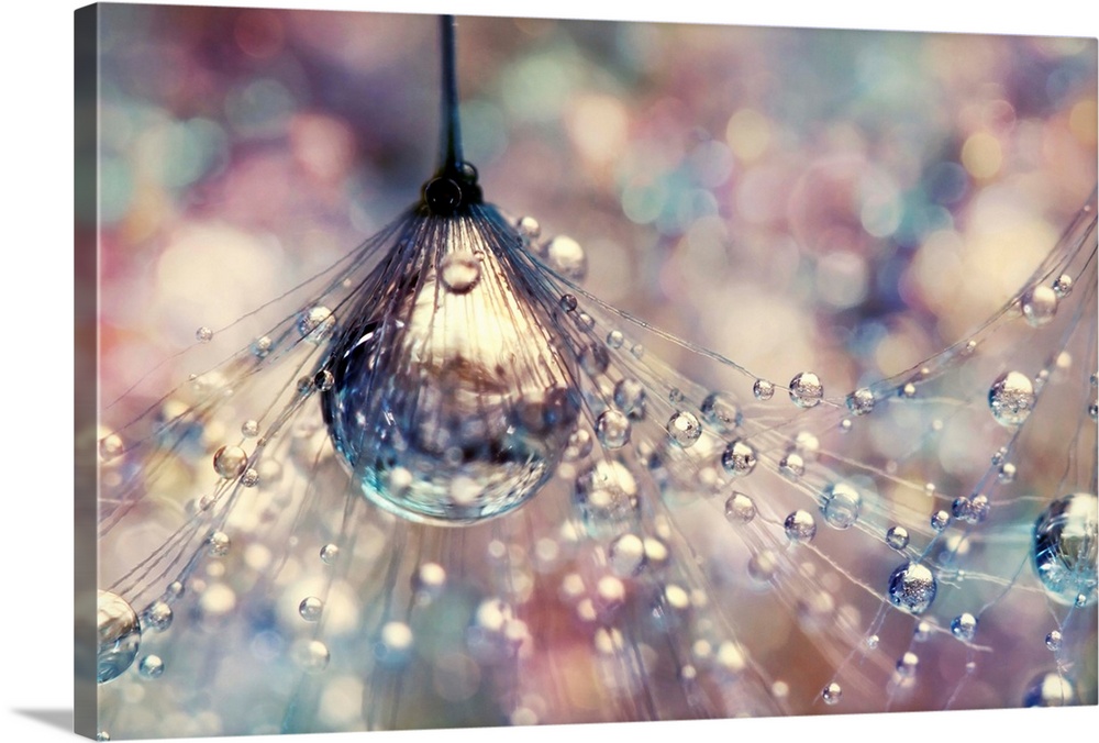 Dandelion seed with water drops