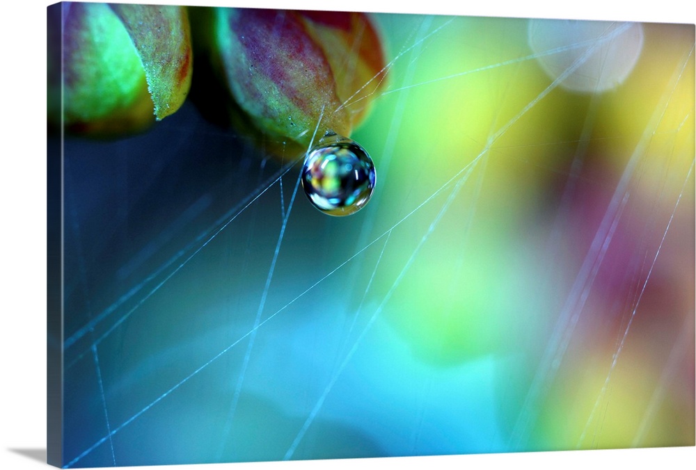 Droplet on flower with spider web
