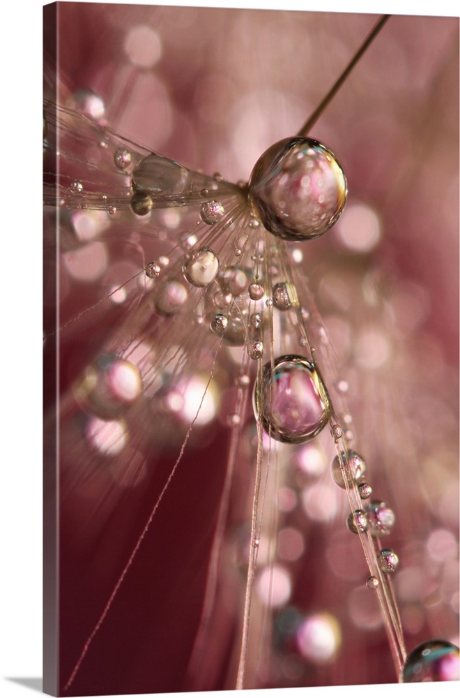 Water droplets on a single Dandelion seed.