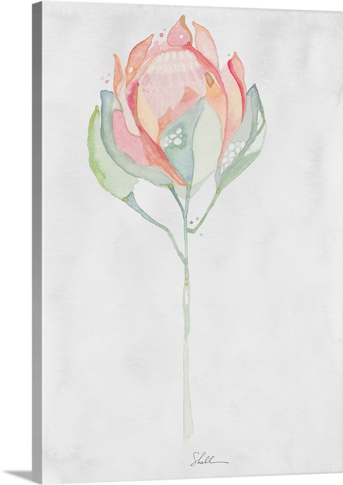 Hand Painted watercolor painting of a King Protea flower with watercolor background