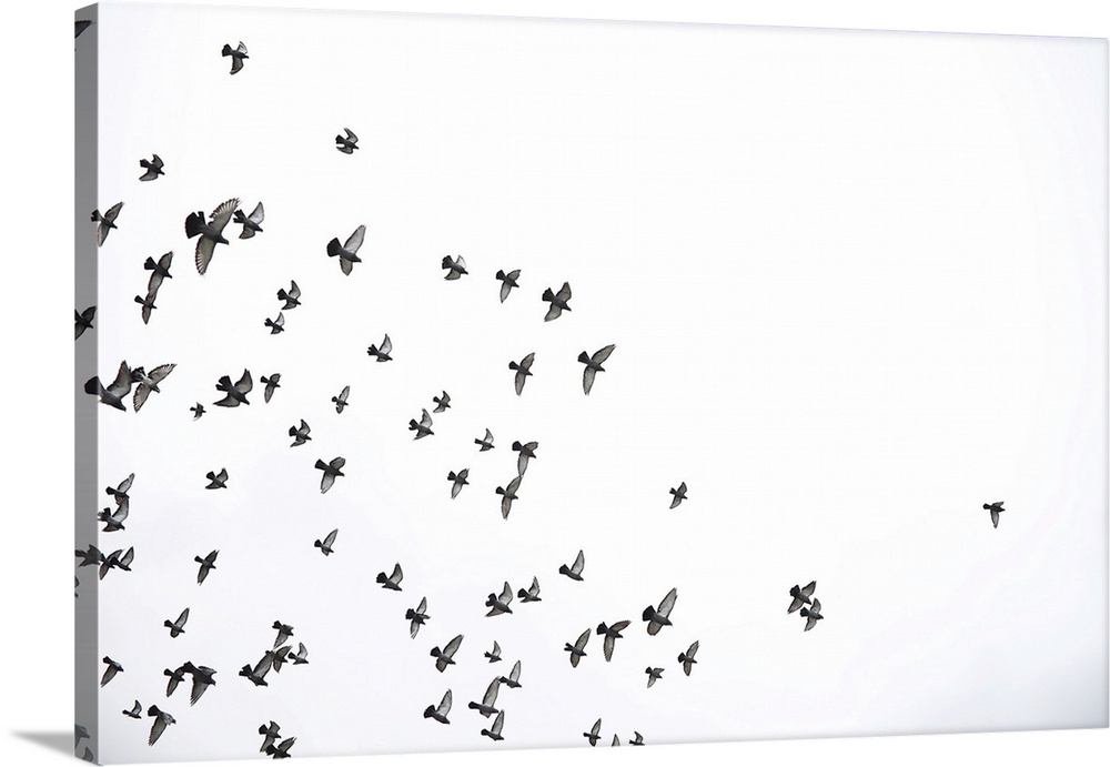 A flock of pigeons flies across the sky.