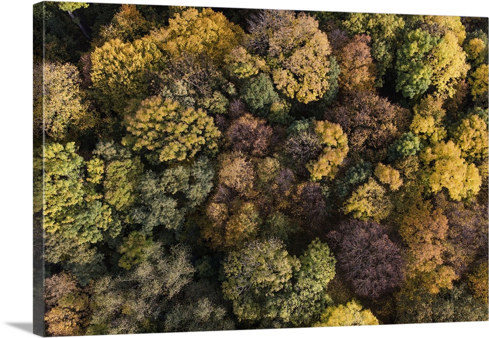 Aerial View Of Autumn Forest