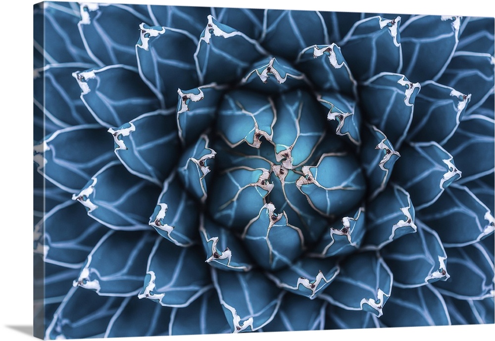 Agave cactus, abstract natural pattern background, dark blue toned.