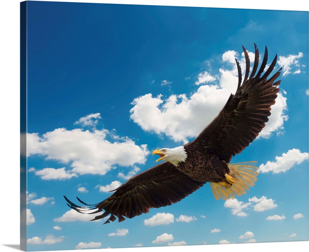 CANVAS Bald Eagle in Flight Art print POSTER 
