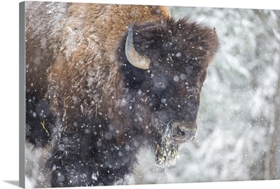 American Bison Or Buffalo Resting In A Snow Storm In North Quebec Canada