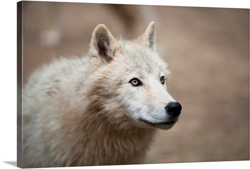 Portrait of a white wolf.