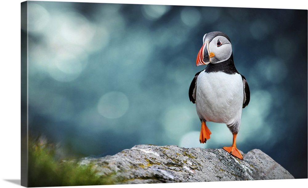Atlantic Puffin or the common Puffin on an ocean blue background. Fratercula arctica. Norway's most popular birds.