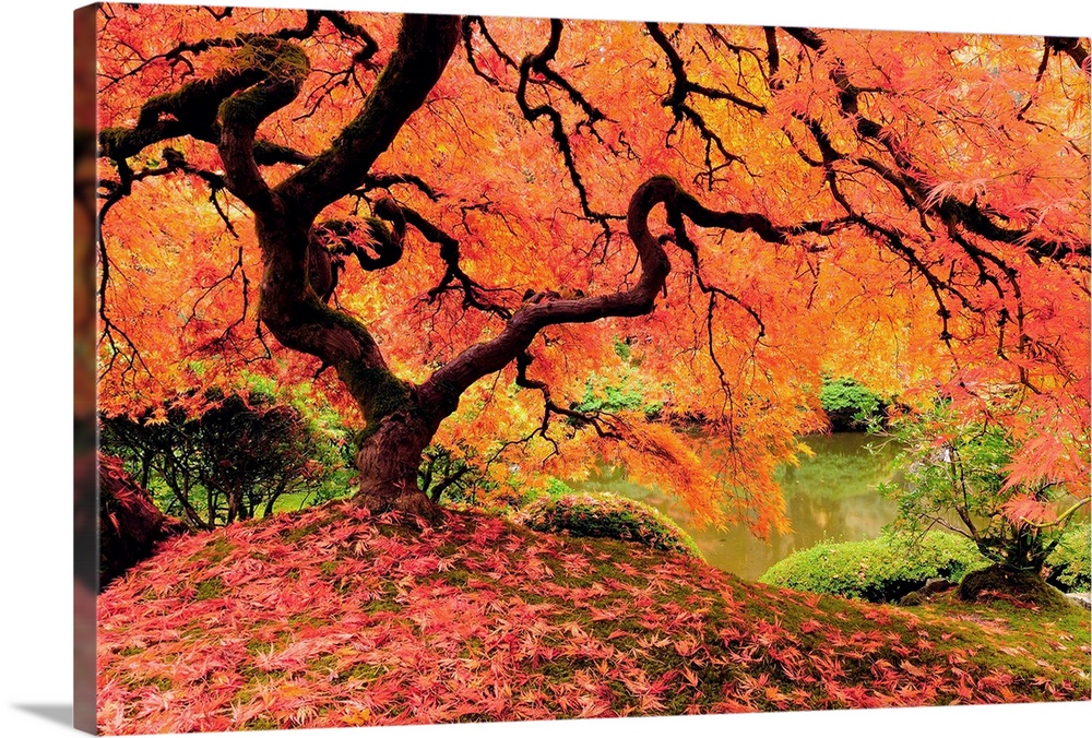 Attractive Japanese maple tree in full autumn glory.