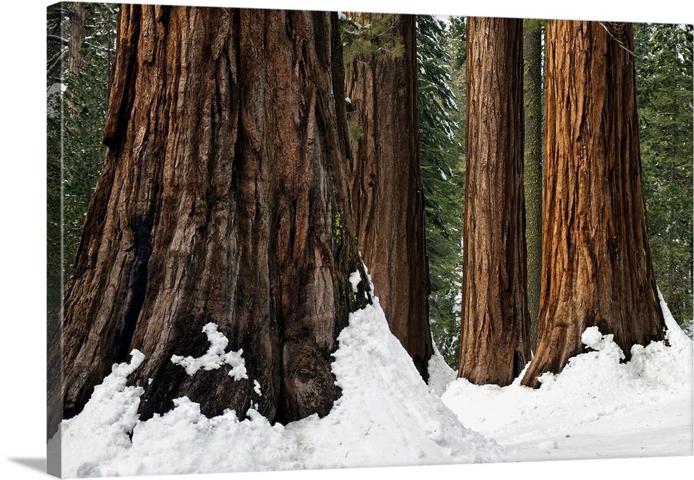 Bachelor And Three Sisters Winter Scene, Mariposa Grove, Yosemite National Park