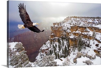 Bald eagle flying above grand canyon