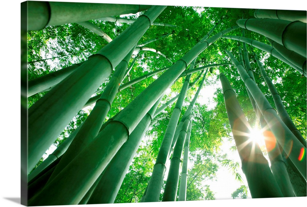 Looking up at bamboo forest in the morning.