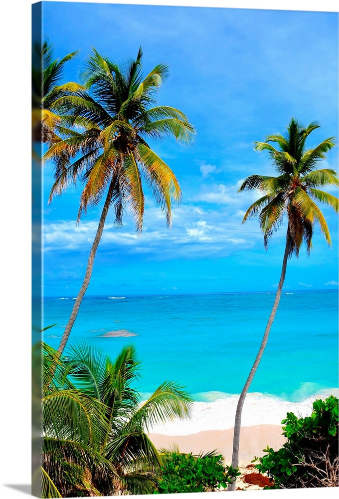 Topical Palms at Bottom Bay, Barbados, Caribbean Bottom Bay is one of the most beautiful beaches on the Caribbean island o...