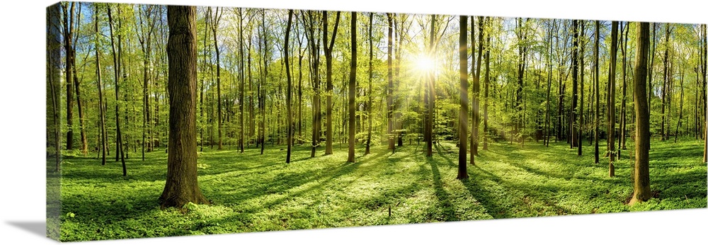 Beautiful forest in spring with bright sun shining through the trees.