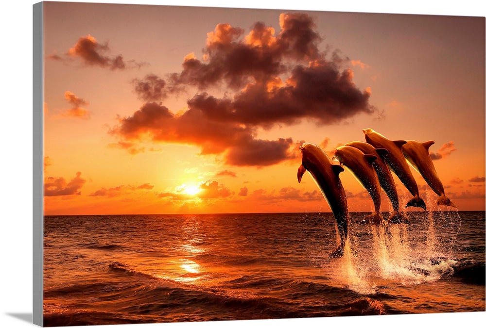 Beautiful sunset with dolphins jumping of the water.