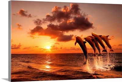 Beautiful sunset with dolphins jumping out of the water
