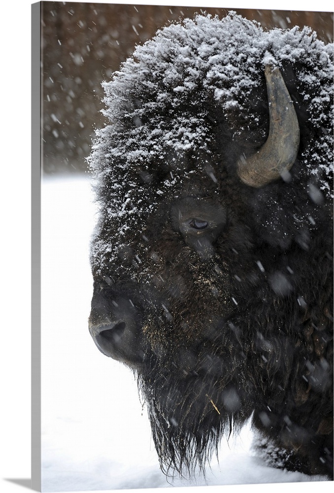 Bison in winter.