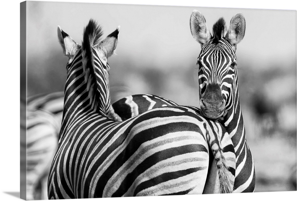 Black And White Photo of zebra herd.