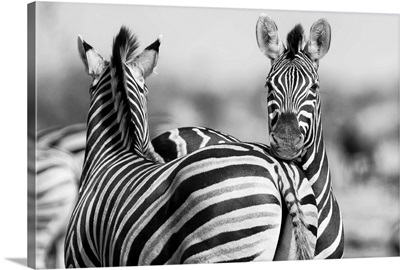 Black And White Photo of zebra herd