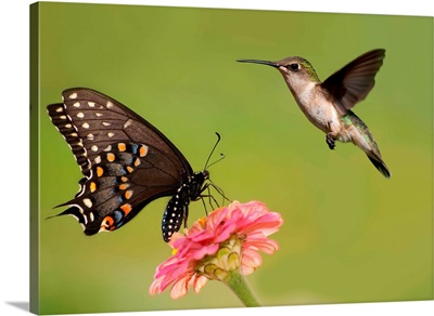 Black Swallowtail butterfly feeding on pink flower with a Hummingbird