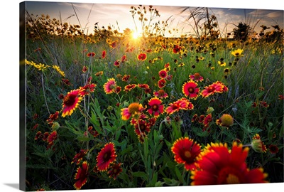 Breezy Dawn Over Texas Wildflowers