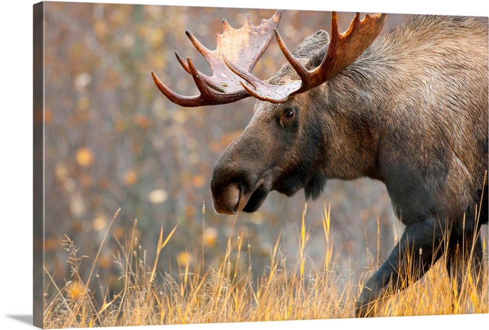 Moose Bull with big antlers, Male, Alaska.